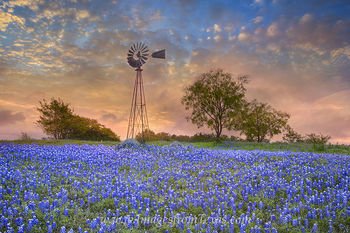 Windmill-and-Bluebonnets-in-the-Morning-3.jpeg